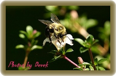 Bee