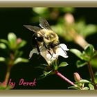 Bee