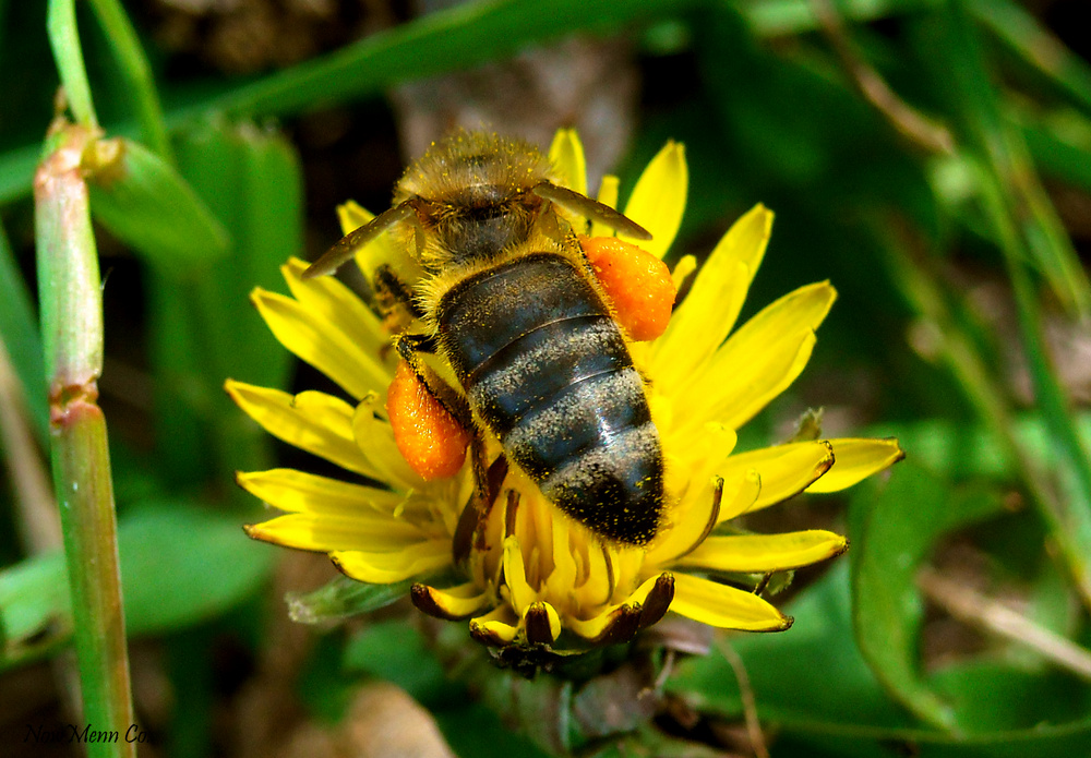 bee