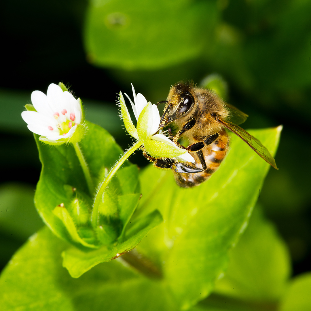 Bee