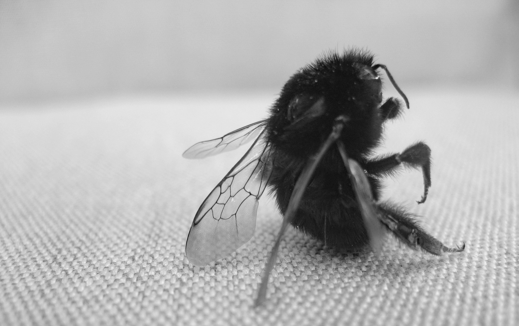 bee