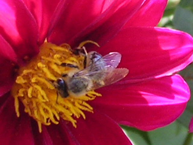 Bee