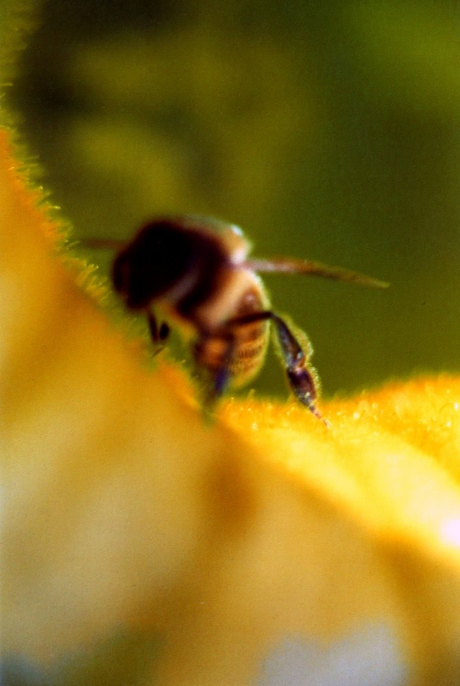 bee