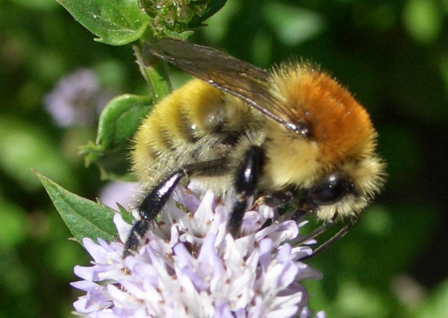 Bee