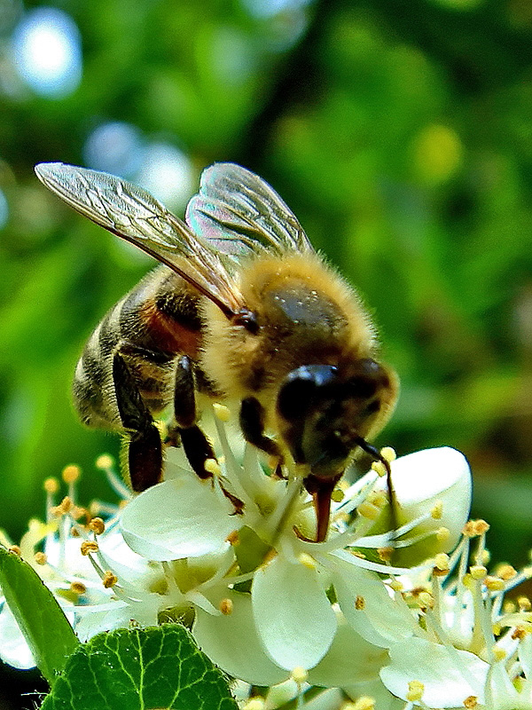 Bee