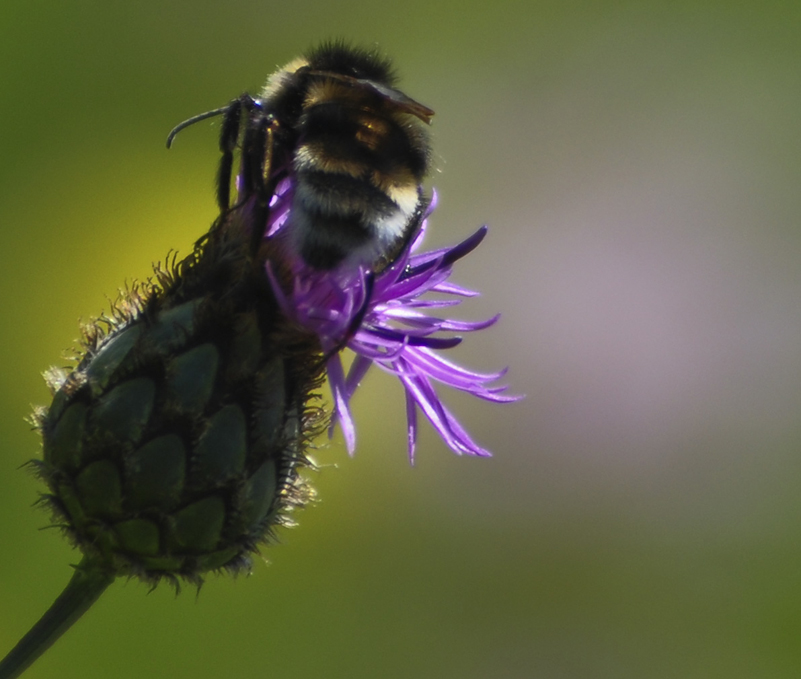 Bee