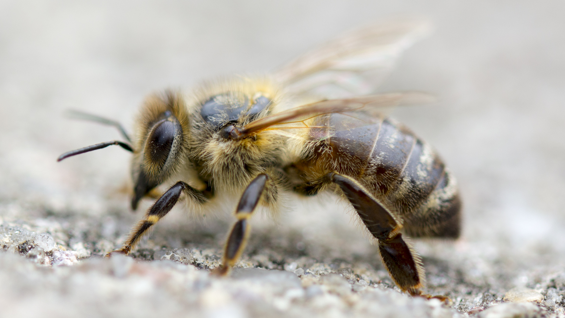 Bee