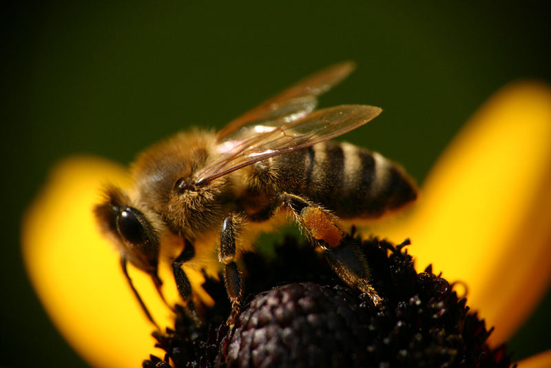 Bee