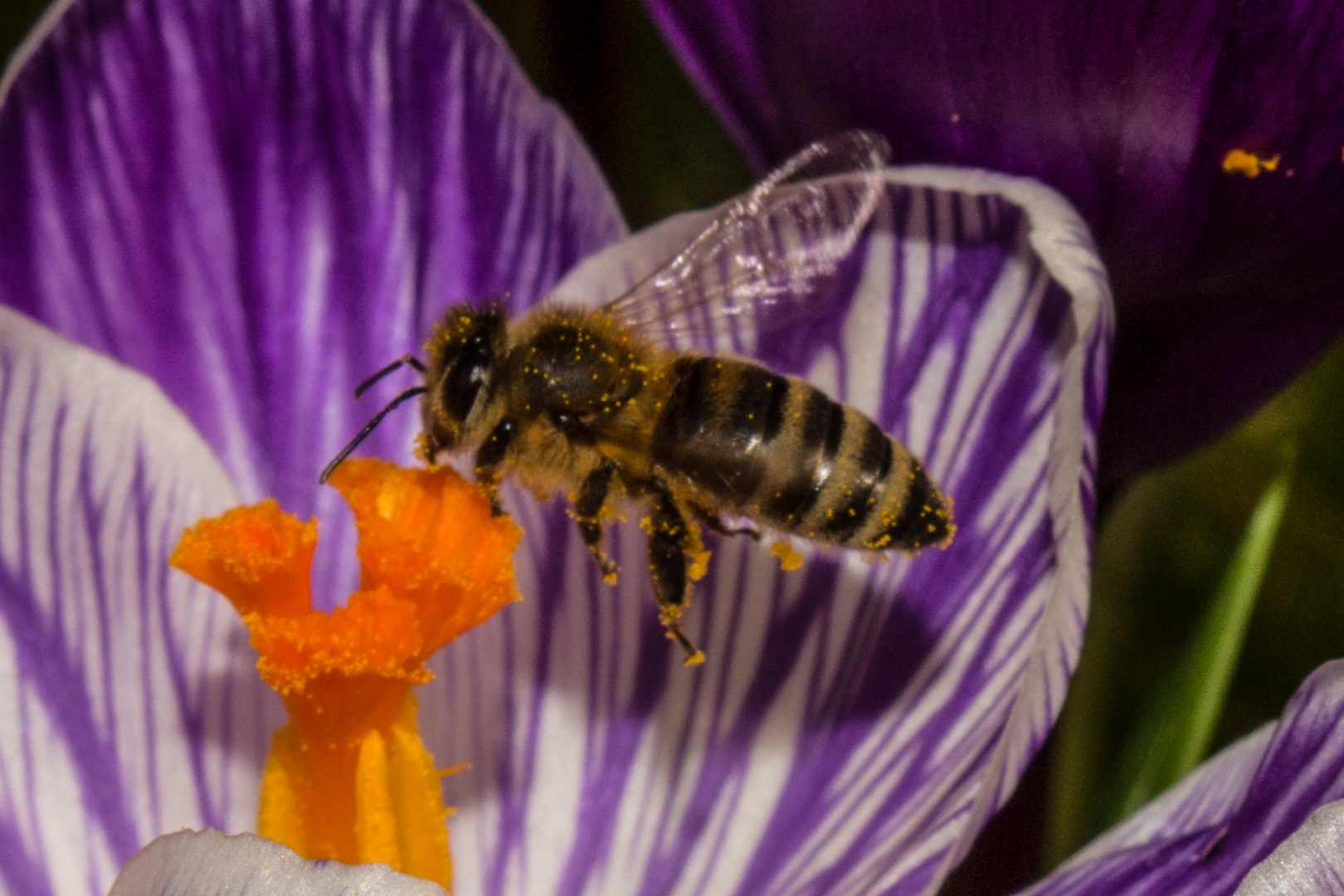 Bee and Crocus