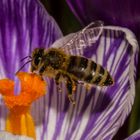 Bee and Crocus