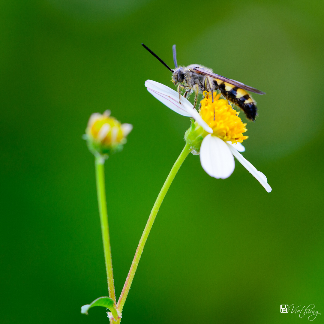 Bee and flower