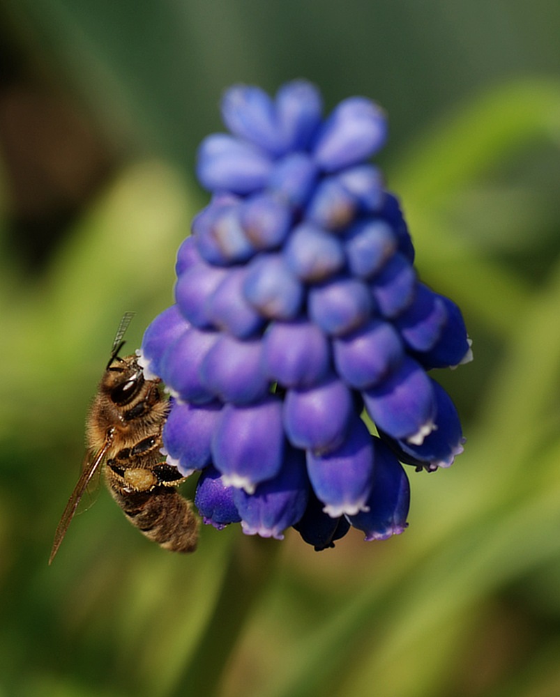 bee and flower