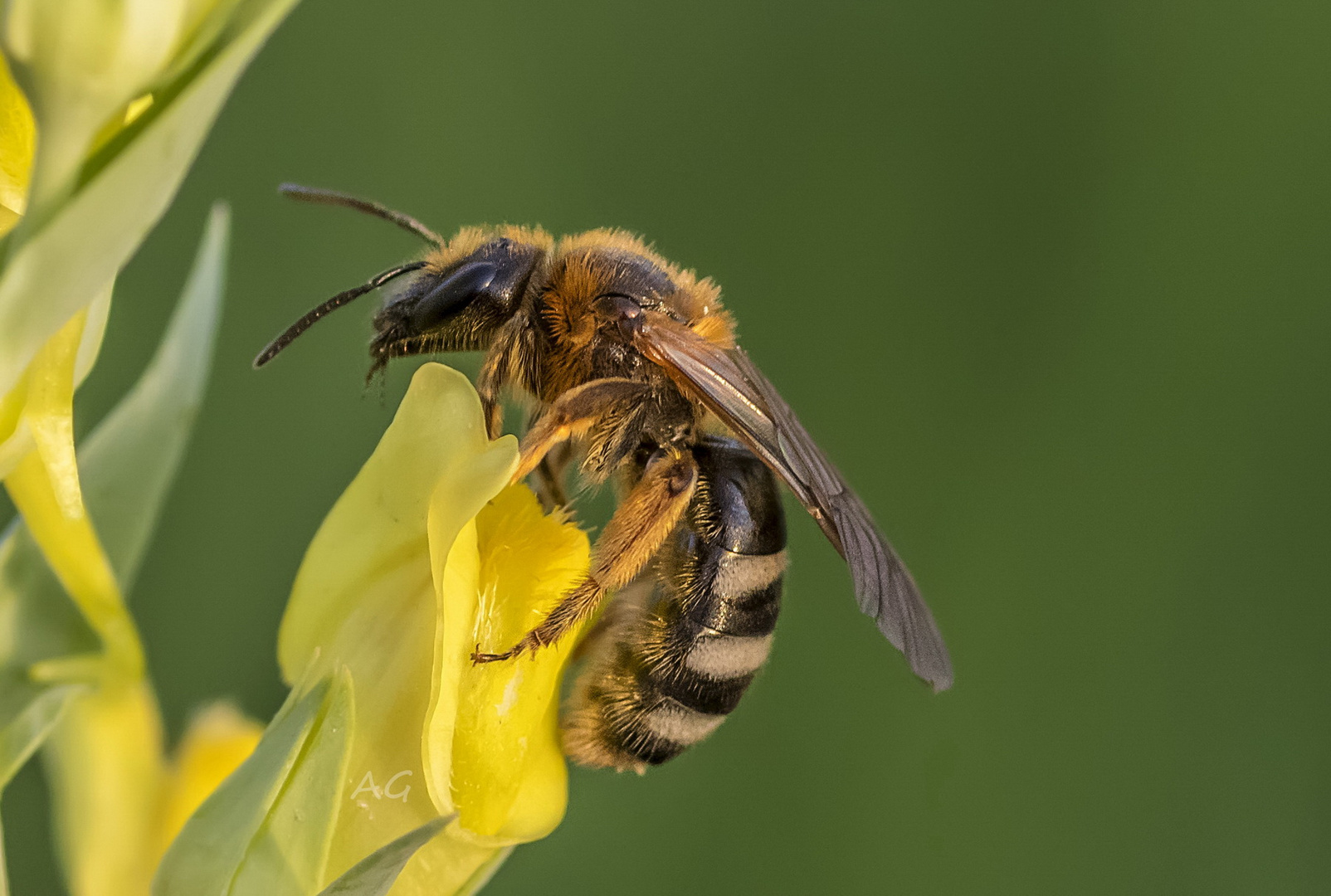 Bee and flower