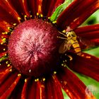 Bee and flowers