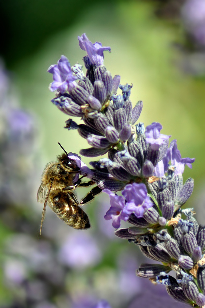 Bee and lavender