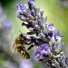 Bee and lavender