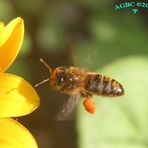 Bee (Apis mellifera) flying next to flower