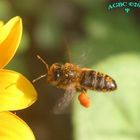 Bee (Apis mellifera) flying next to flower