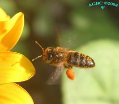 Bee (Apis mellifera) flying next to flower