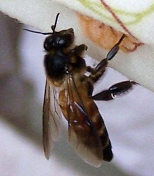 Bee at Watering Hole