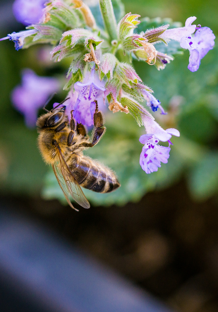 Bee at work