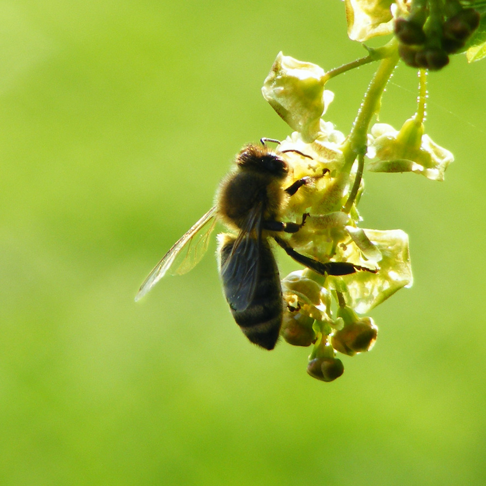 Bee at work von Barsch28 