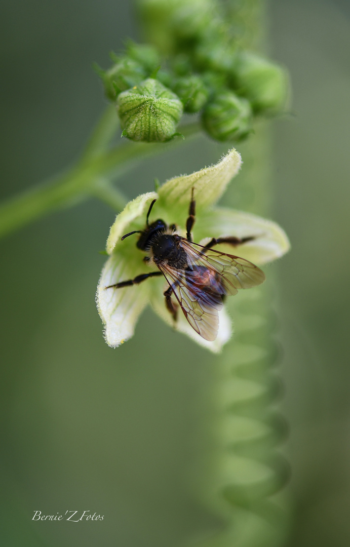 Bee at work