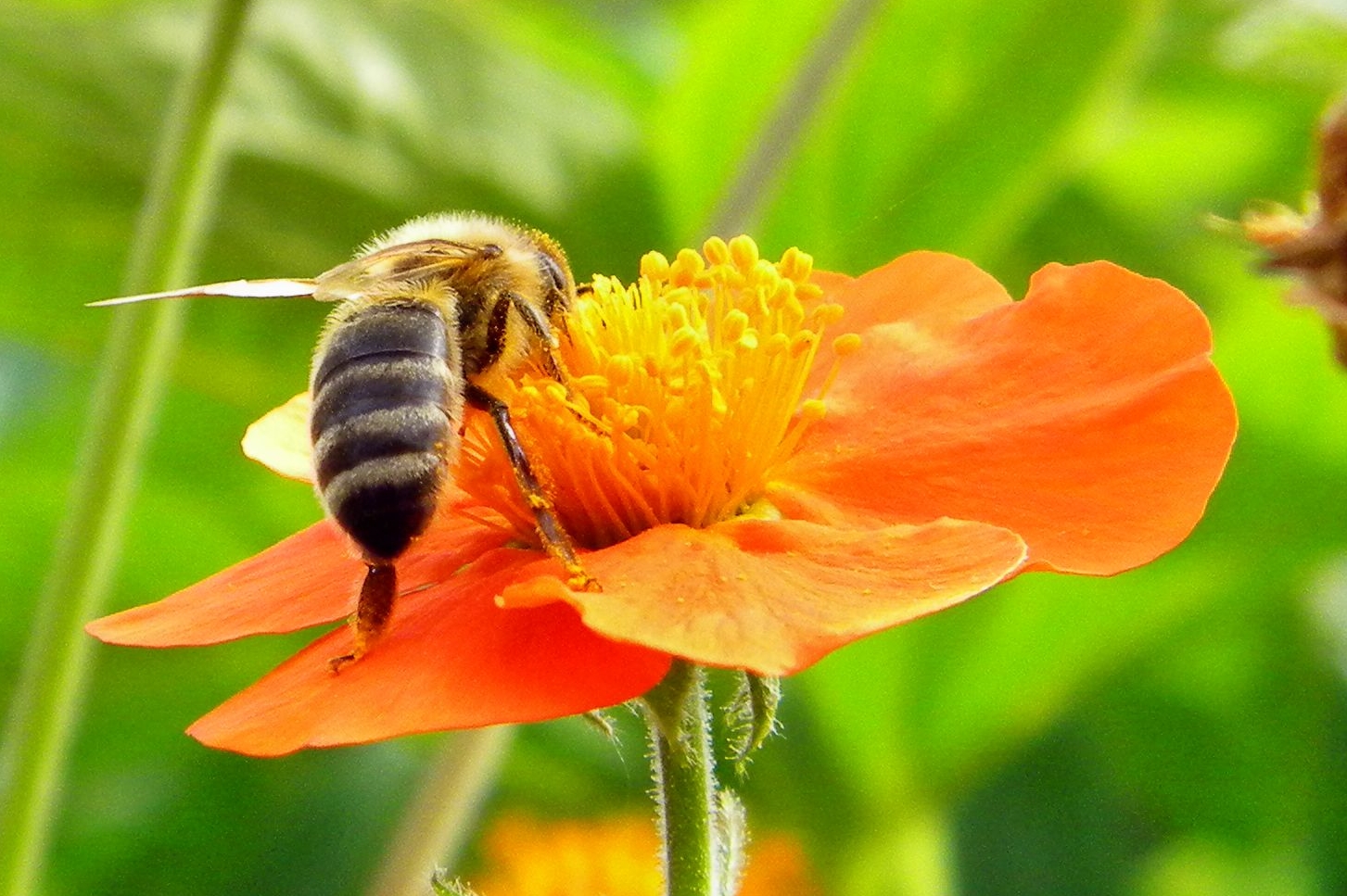 bee at work