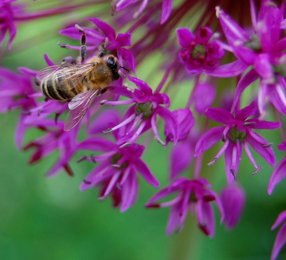 bee at work (: