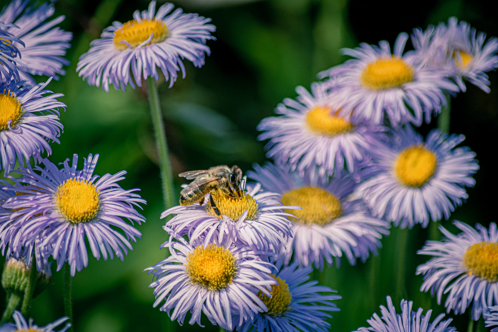 Bee at work