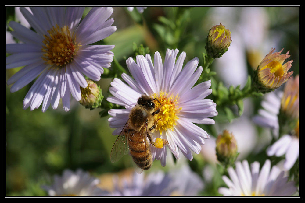 Bee at Work!