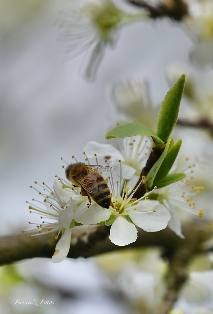 Bee at work