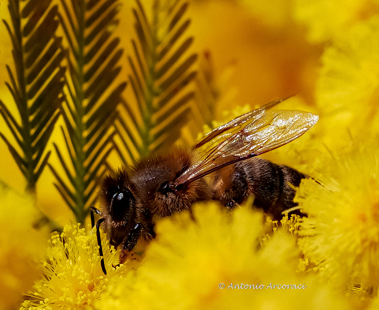 Bee at Work