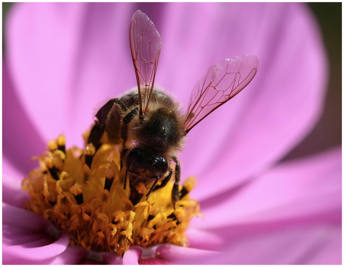 Bee at work