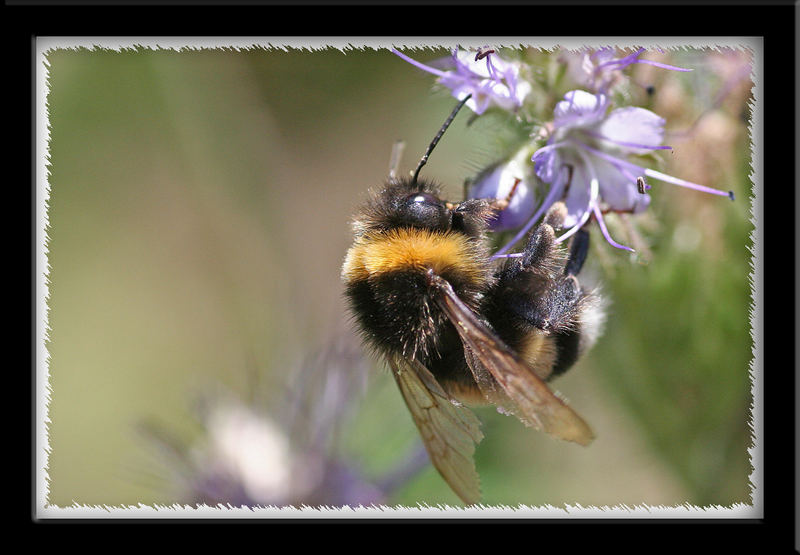 Bee at work