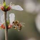 Bee at Work Macro