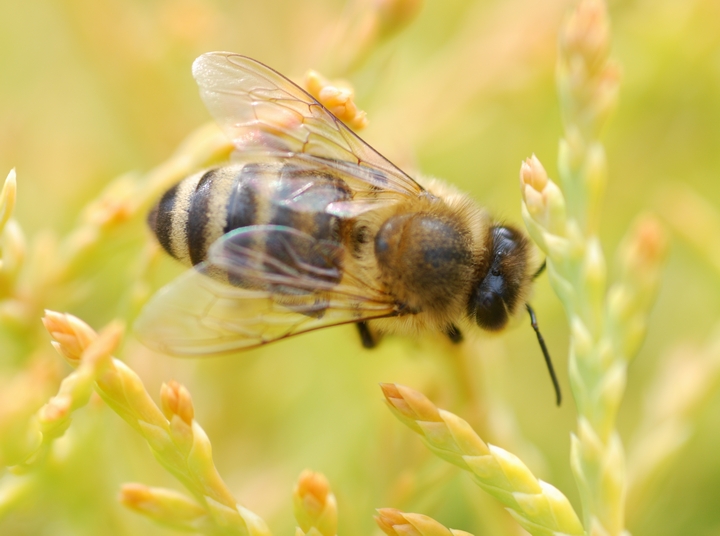 Bee