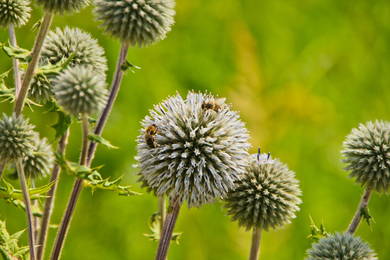 Bee balls