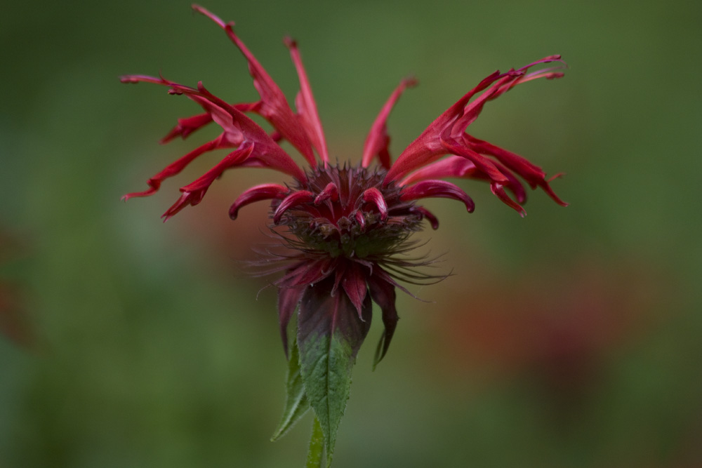 Bee Balm_Monarda didyma