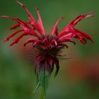 Bee Balm_Monarda didyma