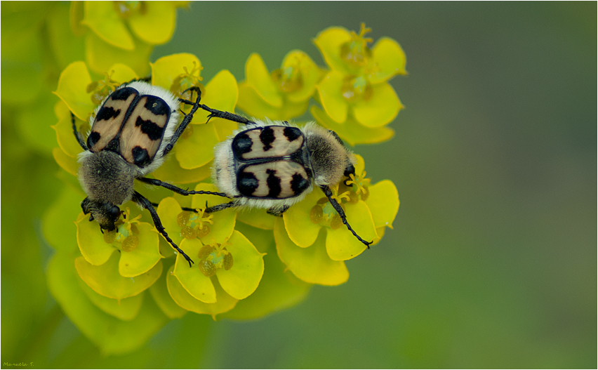 Bee beatle