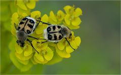 Bee beatle