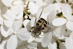 "Bee beetle" (Trichius)
