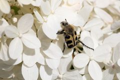 "Bee beetle" (Trichius)