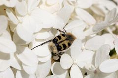 "Bee beetle" (Trichius)