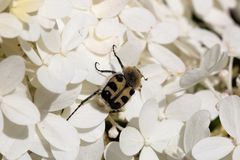 "Bee beetle" (Trichius)