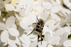 "Bee beetle" (Trichius)