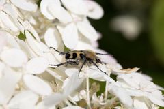 Bee beetle ("Trichius Gallicus")
