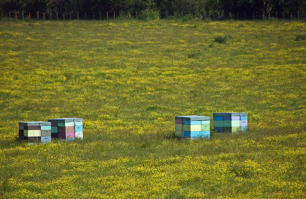 ..Bee Boxes 1..