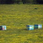 ..Bee Boxes 1..